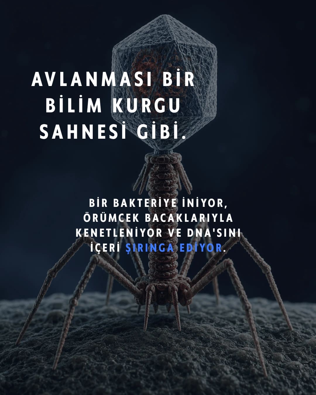 Karşınızda bakteriyofaj: "bakteri yiyen" virüs. Gezegendeki en kalabalık canlı — sayıları evrendeki tüm yıldızlardan kat kat fazla ve şu an milyarlarcası senin içinde sessizce bakteri avlıyor.
Avlanışı tam bir bilim kurgu sahnesi: bir bakteriye iniyor, örümcek bacaklarıyla kenetleniyor, DNA'sını şırınga ediyor ve hücreyi kendi kopyalarını basan bir fabrikaya çeviriyor. İş bitince de bakteriyi içeriden patlatıyor.
En çarpıcı kısmı şu: antibiyotiklerin pes ettiği dirençli bakterilere karşı bilim artık bu avcıları silah olarak kullanıyor. Adı faj terapisi — ve bu fikir Gürcistan'da neredeyse bir asırdır araştırılıyor.
Sen bu minik avcıları ilk kez mi duyuyorsun? 👇