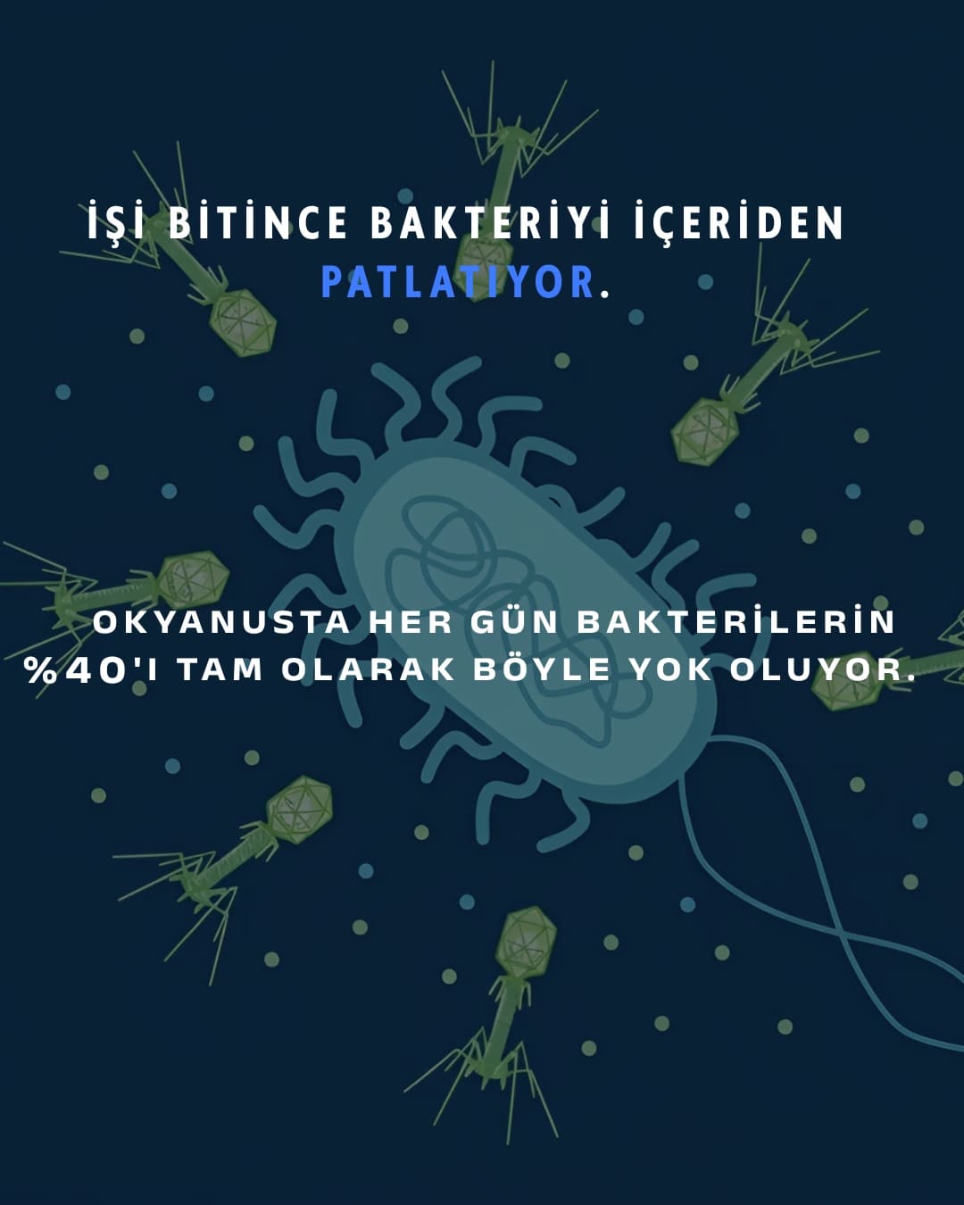 Karşınızda bakteriyofaj: "bakteri yiyen" virüs. Gezegendeki en kalabalık canlı — sayıları evrendeki tüm yıldızlardan kat kat fazla ve şu an milyarlarcası senin içinde sessizce bakteri avlıyor.
Avlanışı tam bir bilim kurgu sahnesi: bir bakteriye iniyor, örümcek bacaklarıyla kenetleniyor, DNA'sını şırınga ediyor ve hücreyi kendi kopyalarını basan bir fabrikaya çeviriyor. İş bitince de bakteriyi içeriden patlatıyor.
En çarpıcı kısmı şu: antibiyotiklerin pes ettiği dirençli bakterilere karşı bilim artık bu avcıları silah olarak kullanıyor. Adı faj terapisi — ve bu fikir Gürcistan'da neredeyse bir asırdır araştırılıyor.
Sen bu minik avcıları ilk kez mi duyuyorsun? 👇