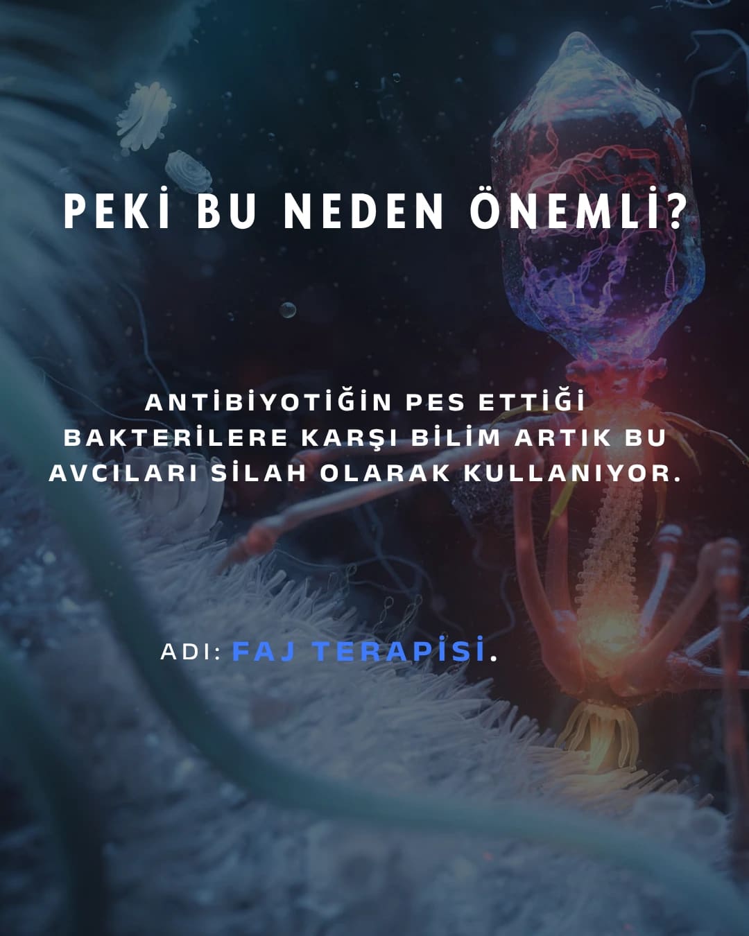 Karşınızda bakteriyofaj: "bakteri yiyen" virüs. Gezegendeki en kalabalık canlı — sayıları evrendeki tüm yıldızlardan kat kat fazla ve şu an milyarlarcası senin içinde sessizce bakteri avlıyor.
Avlanışı tam bir bilim kurgu sahnesi: bir bakteriye iniyor, örümcek bacaklarıyla kenetleniyor, DNA'sını şırınga ediyor ve hücreyi kendi kopyalarını basan bir fabrikaya çeviriyor. İş bitince de bakteriyi içeriden patlatıyor.
En çarpıcı kısmı şu: antibiyotiklerin pes ettiği dirençli bakterilere karşı bilim artık bu avcıları silah olarak kullanıyor. Adı faj terapisi — ve bu fikir Gürcistan'da neredeyse bir asırdır araştırılıyor.
Sen bu minik avcıları ilk kez mi duyuyorsun? 👇
